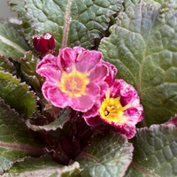 Primula 'Dark Rosaleen'